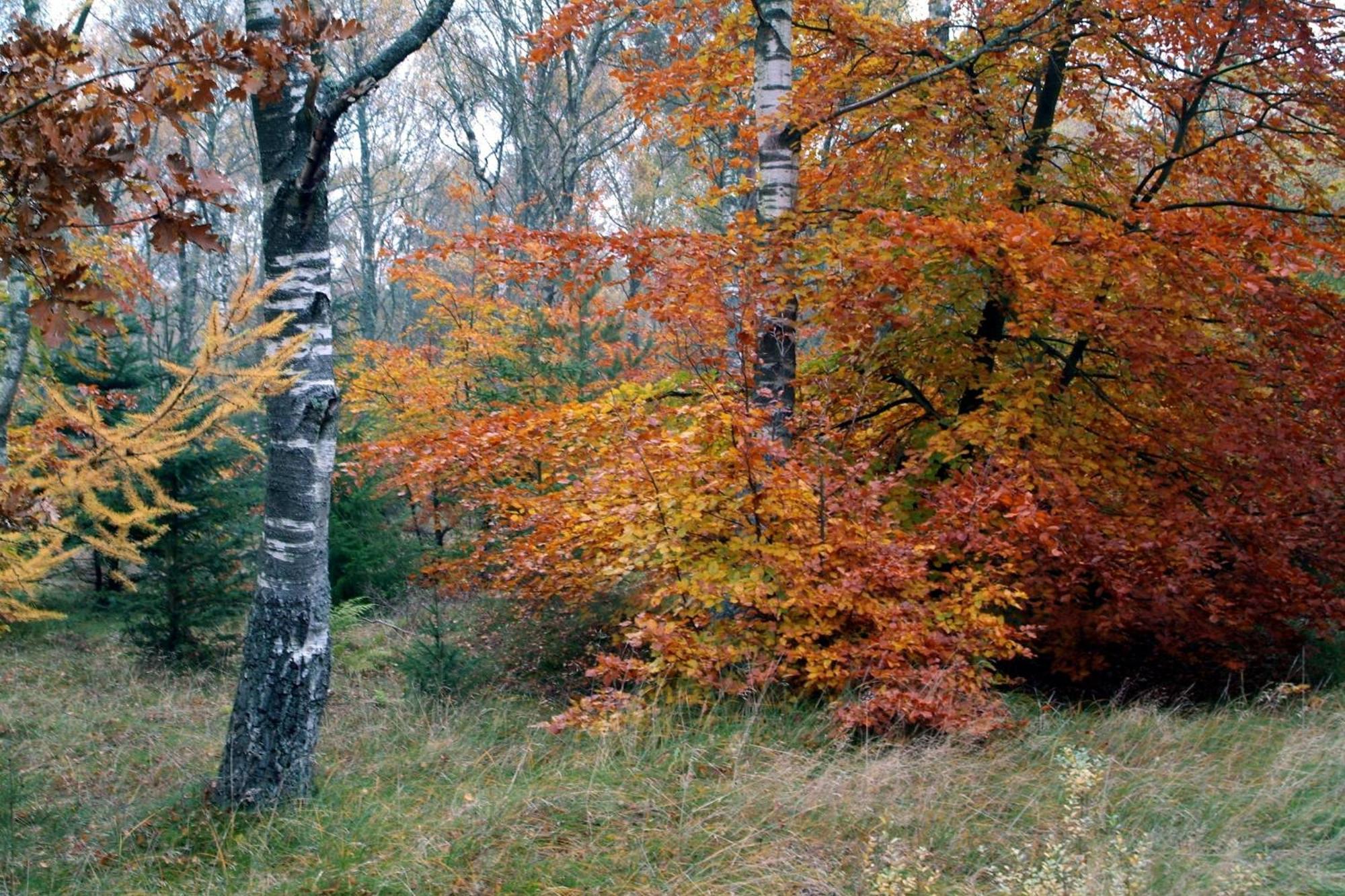 Stald Nordkap Farm Holiday Villa Bindslev Exteriör bild